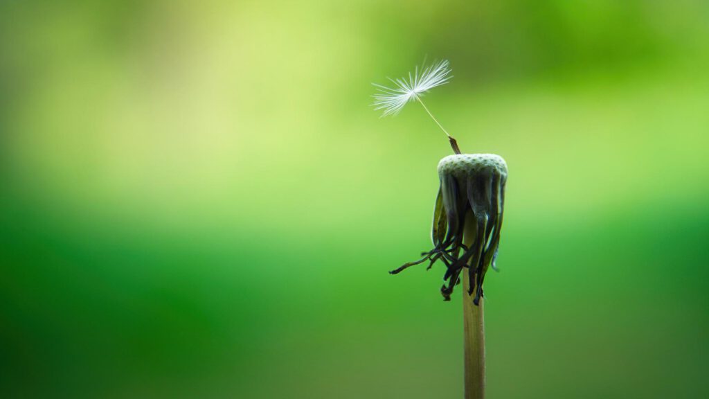 sytstemische beratung blickwechsel pusteblume