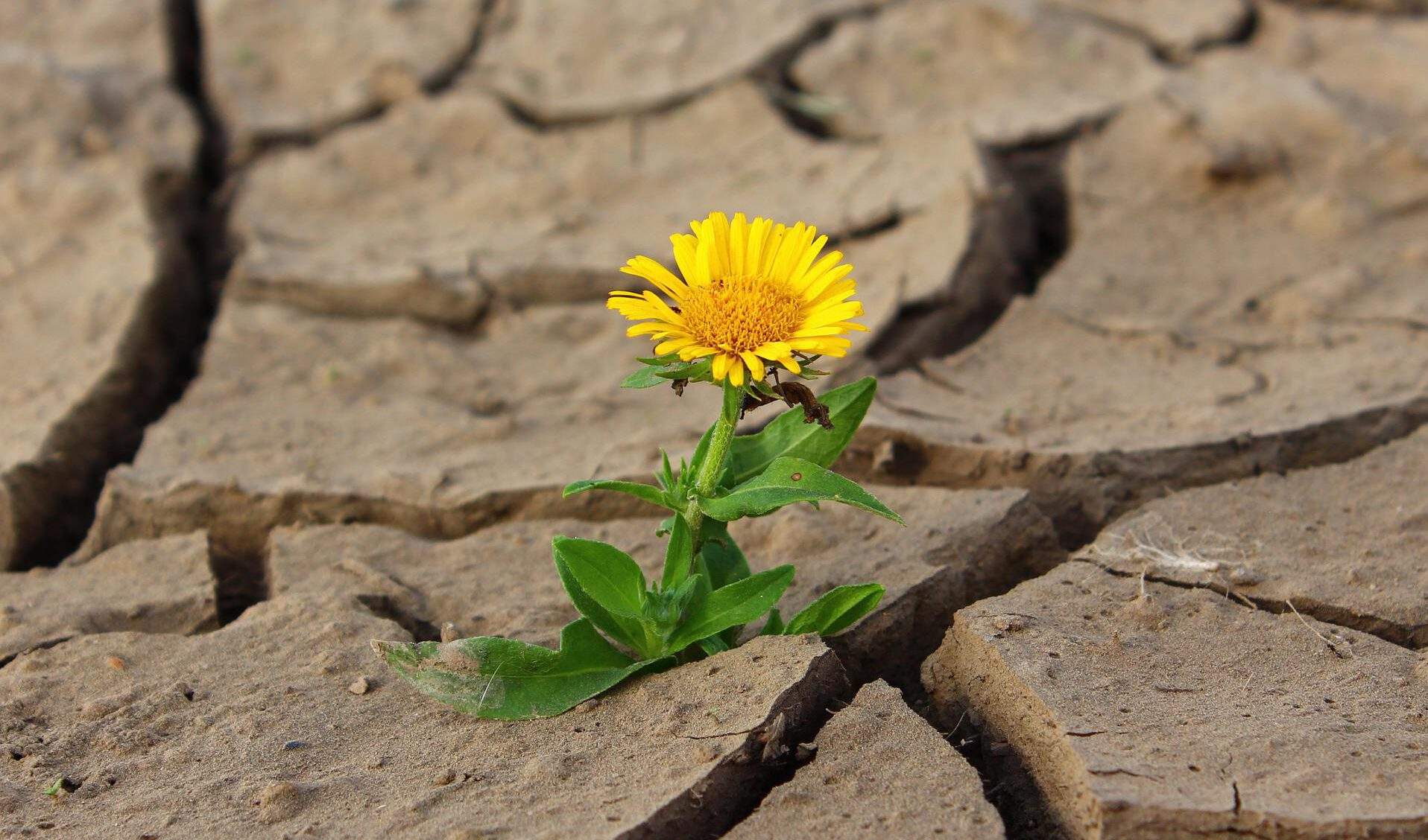 blickwechsel systemische beratung blick auf resilienz entwicklung blume löwenzahn dürre trockender boden