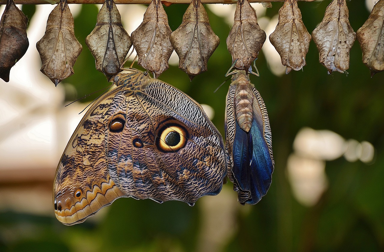 blickwechsel systemische beratung blick auf veränderung schmetterling raupe kokon