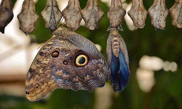 blickwechsel systemische beratung blick auf veränderung schmetterling raupe kokon