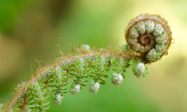 blickwechsel systemische beratung blick auf entwicklung veränderung farn entfaltet sich