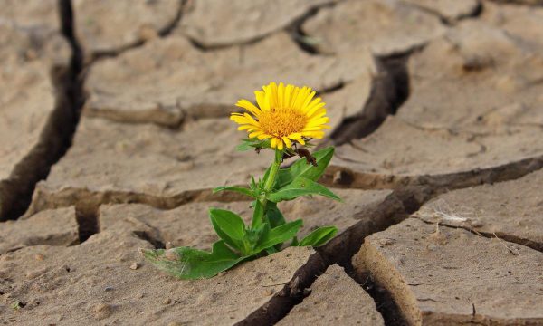 blickwechsel systemische beratung blick auf resilienz entwicklung blume löwenzahn dürre trockender boden