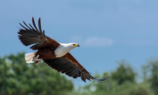 blickwechsel systemische beratung blick aus meta-ebene adler luft